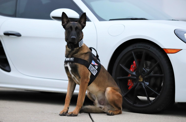 Are Belgian Malinois Good Service Dogs?