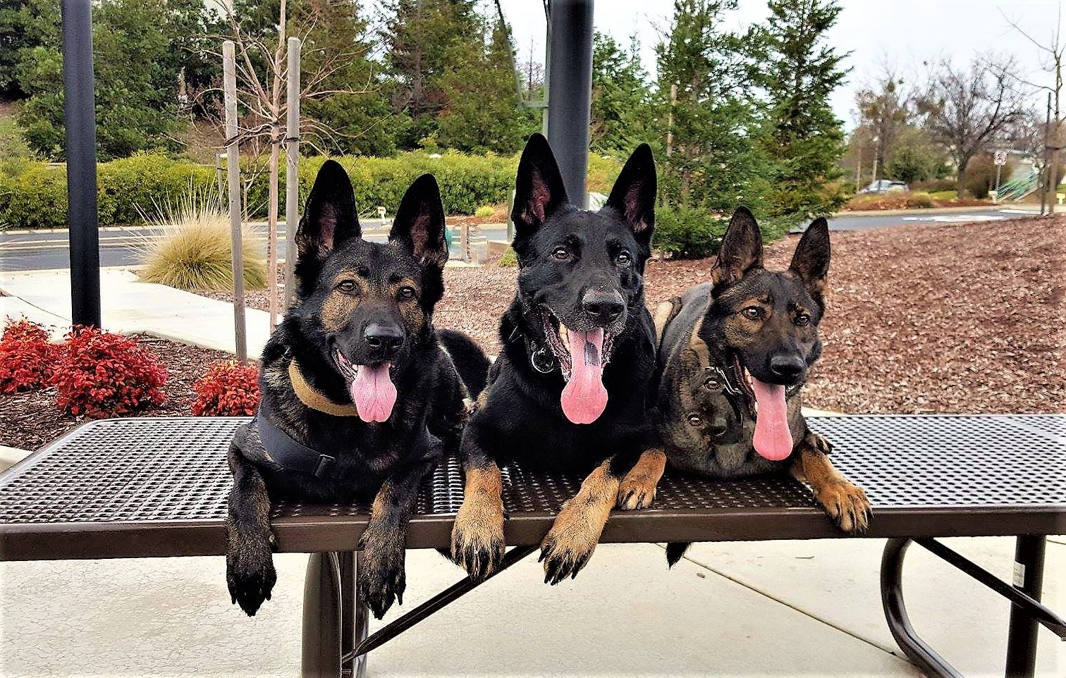 Belgian Malinois vs. German Shepherd for Personal Protection: Which is Right for You?