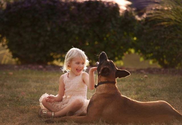 Best Guard Dogs for Families: A Complete Guide