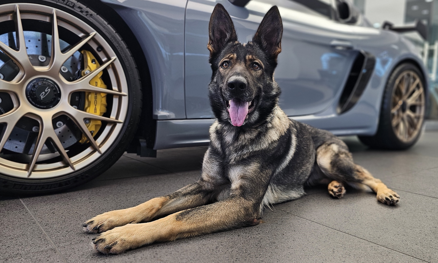 Belgian Malinois: Everything You Need to Know Before Bringing One Home