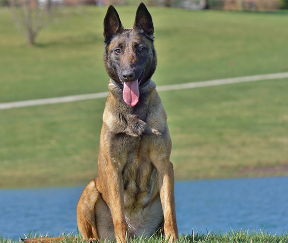 Can A Protection Dog or Bodyguard Dog Outperform A Human Bodyguard?