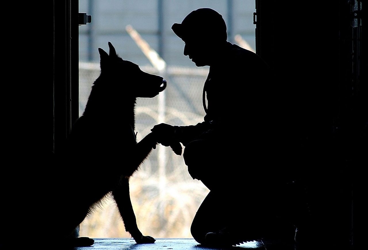military canine