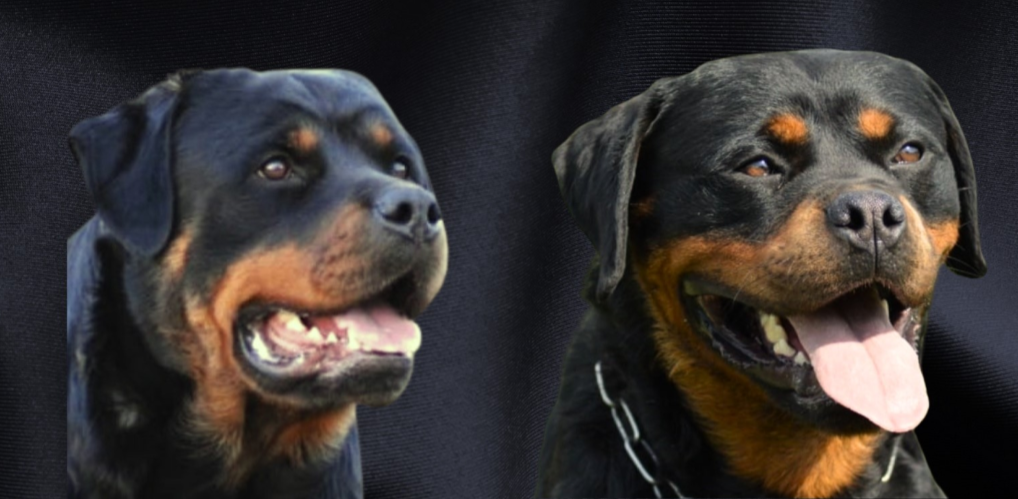 4 Elite Protective Dogs Breed Perfect For Your Family and Estate