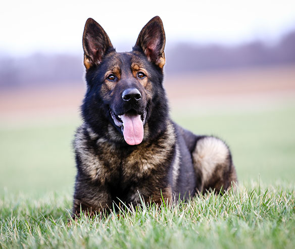 Hugo - German Shepherd