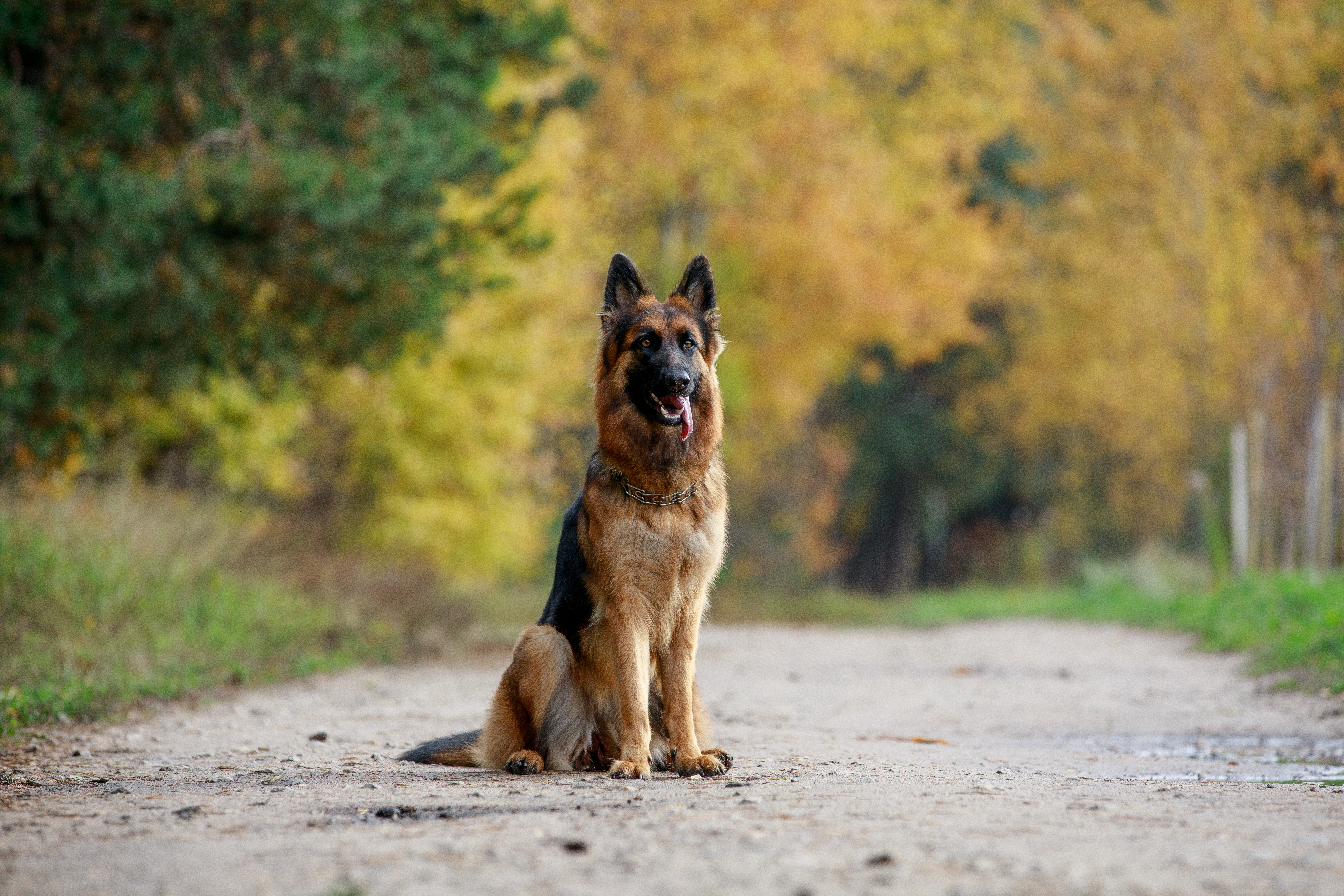 Family Protection Dog: Best Guard Dogs for Kids