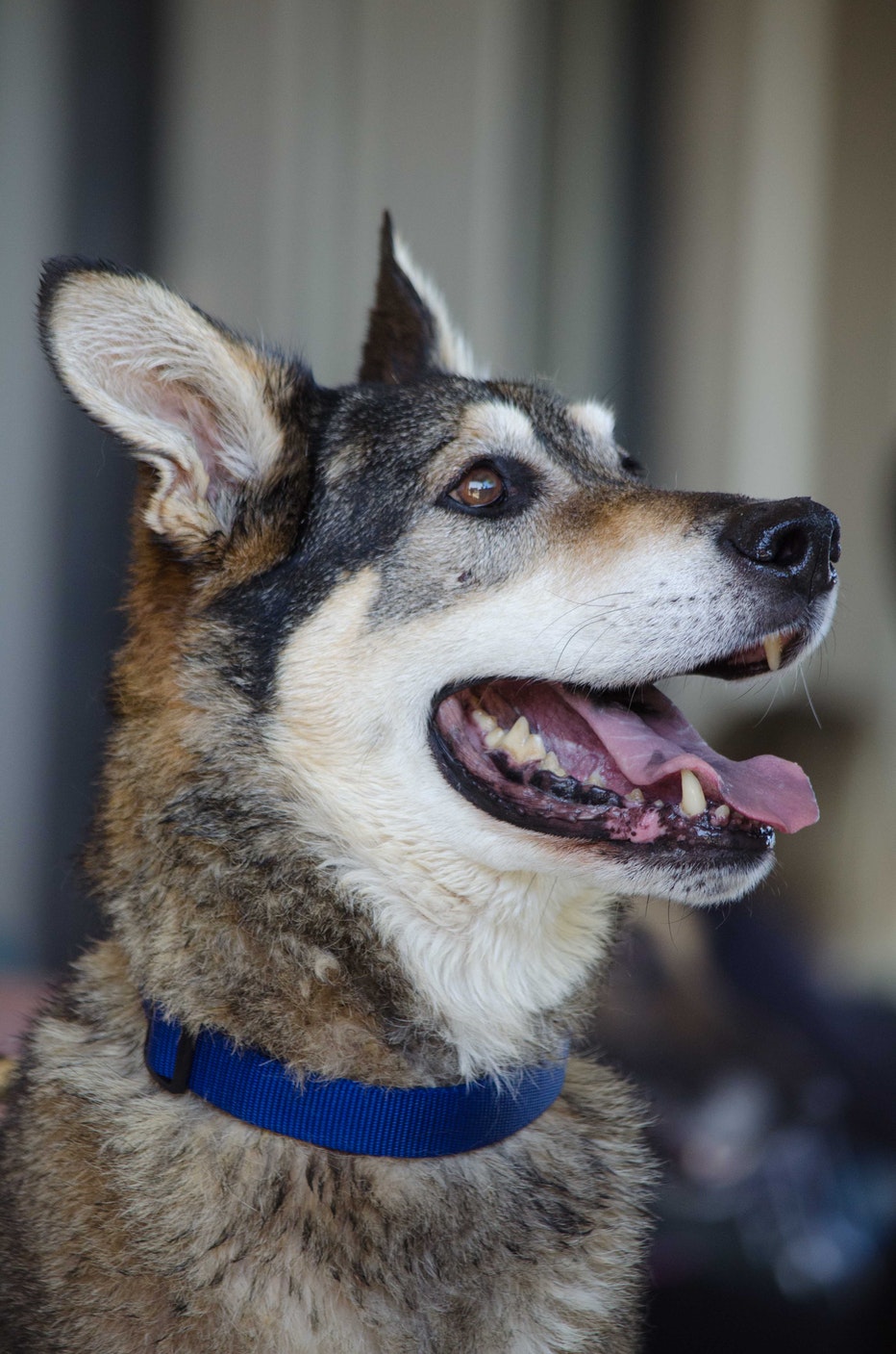 Franklin County Dog Shelter Open House Columbus Ohio
