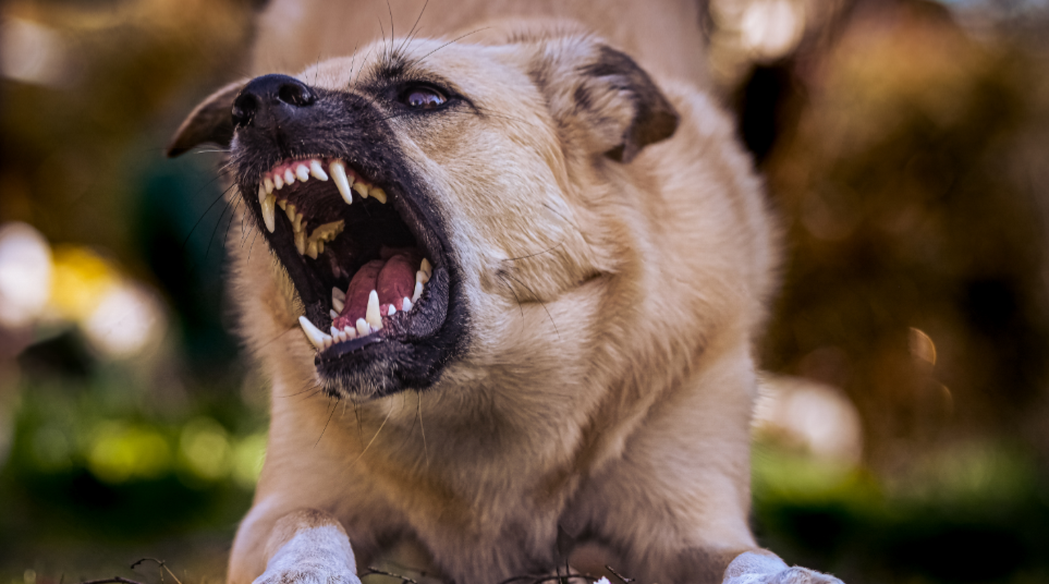 7 Guard Dog Traits You Absolutely Need for True Protection