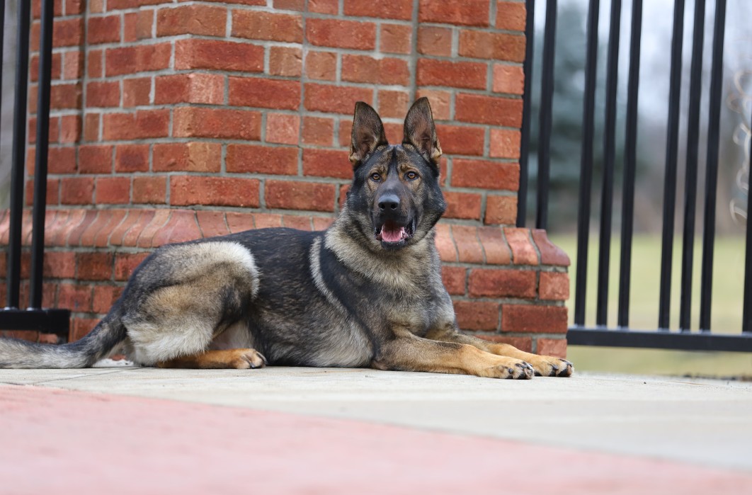 How to Keep Your Dog Calm Around Guests