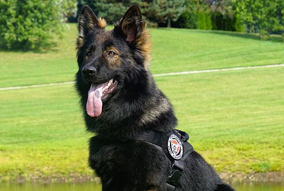 Is a Belgian Malinois a Good Family Dog? What You Need to Know