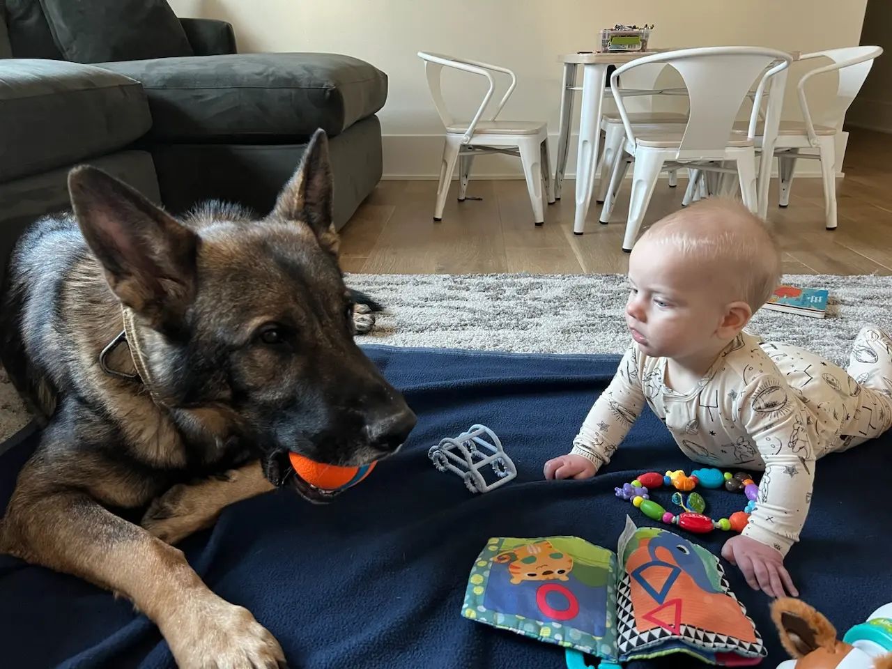 Personal Protection Dogs - The Ultimate Family Safety Solution by Priority 1 Canine