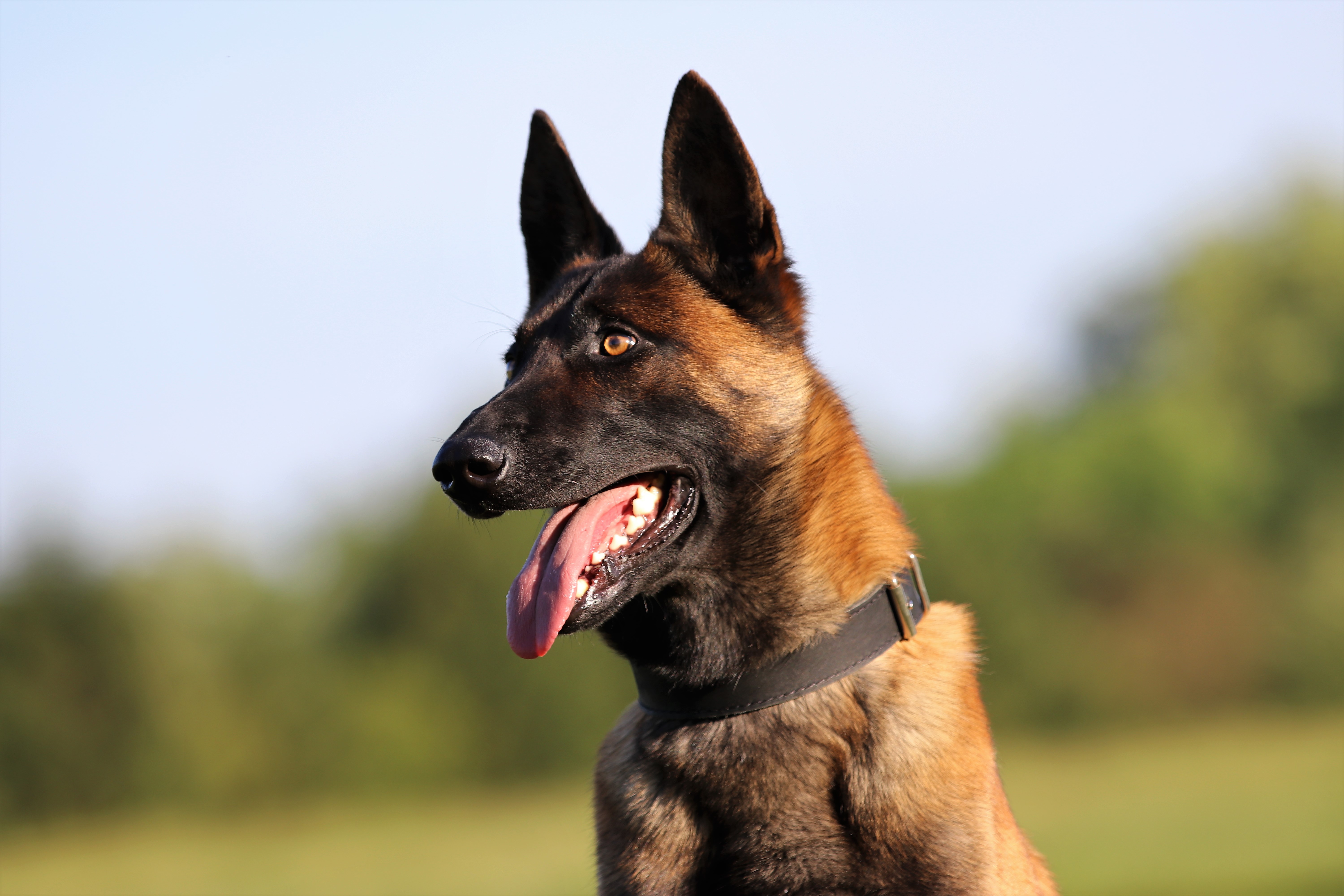 Priority 1 Protection Dogs: Perfect Family Protection for Professional Athletes
