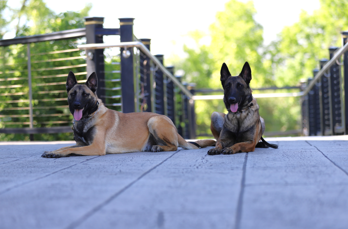 7 Foolproof Steps to Socialize Protection Dogs Like a Pro