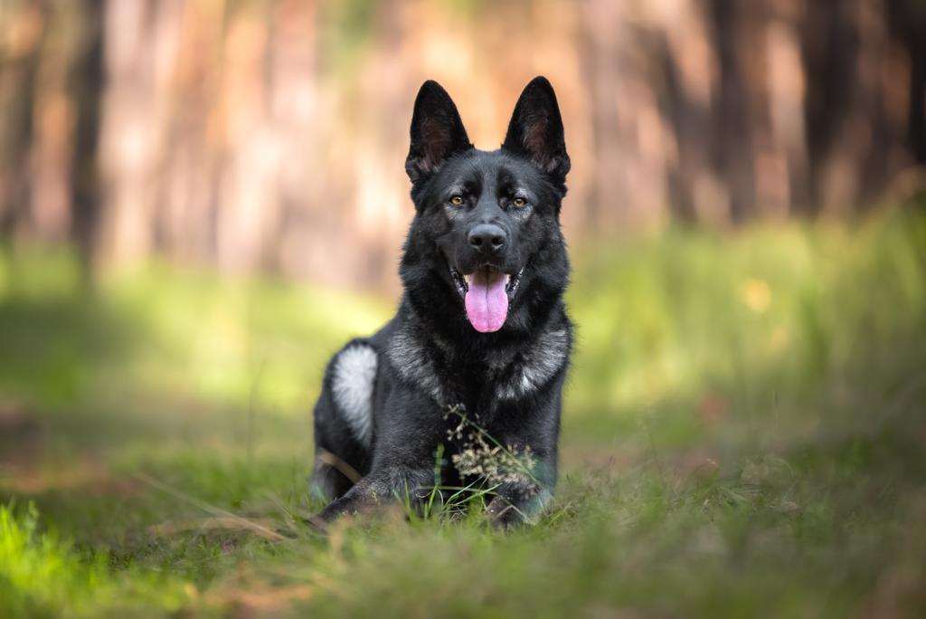 German Shepherd.jpeg