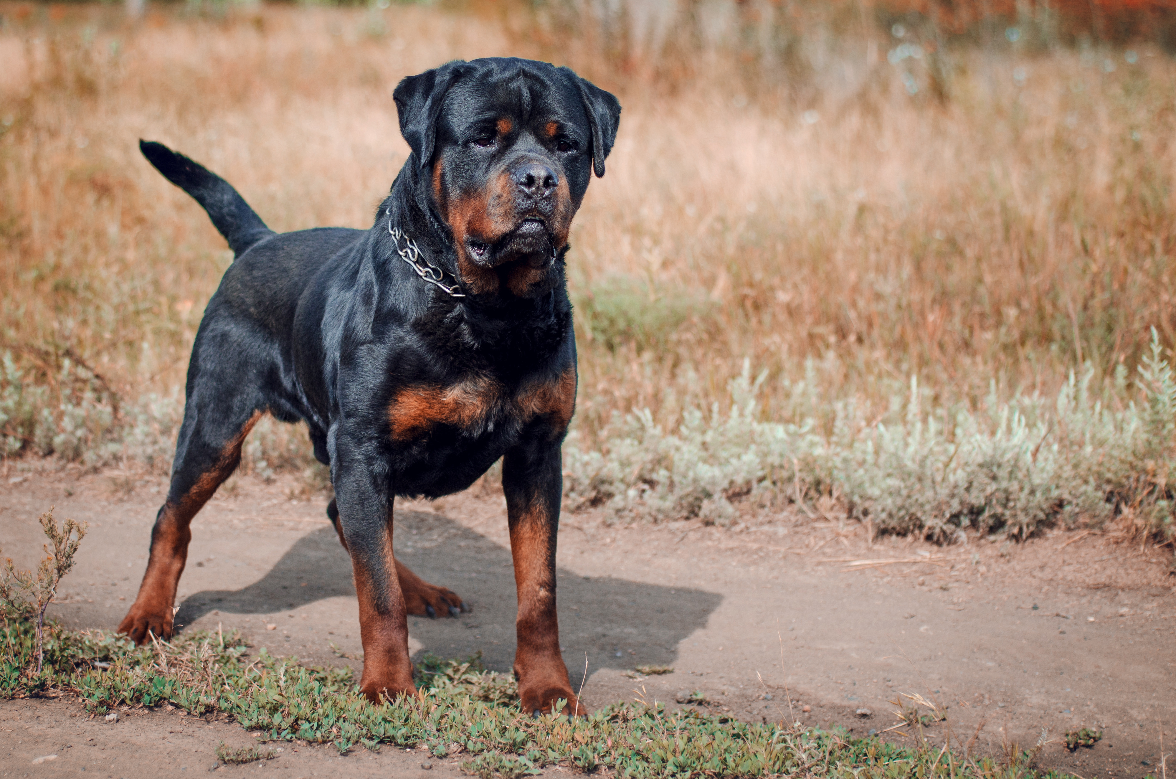 Rottweiler.jpeg