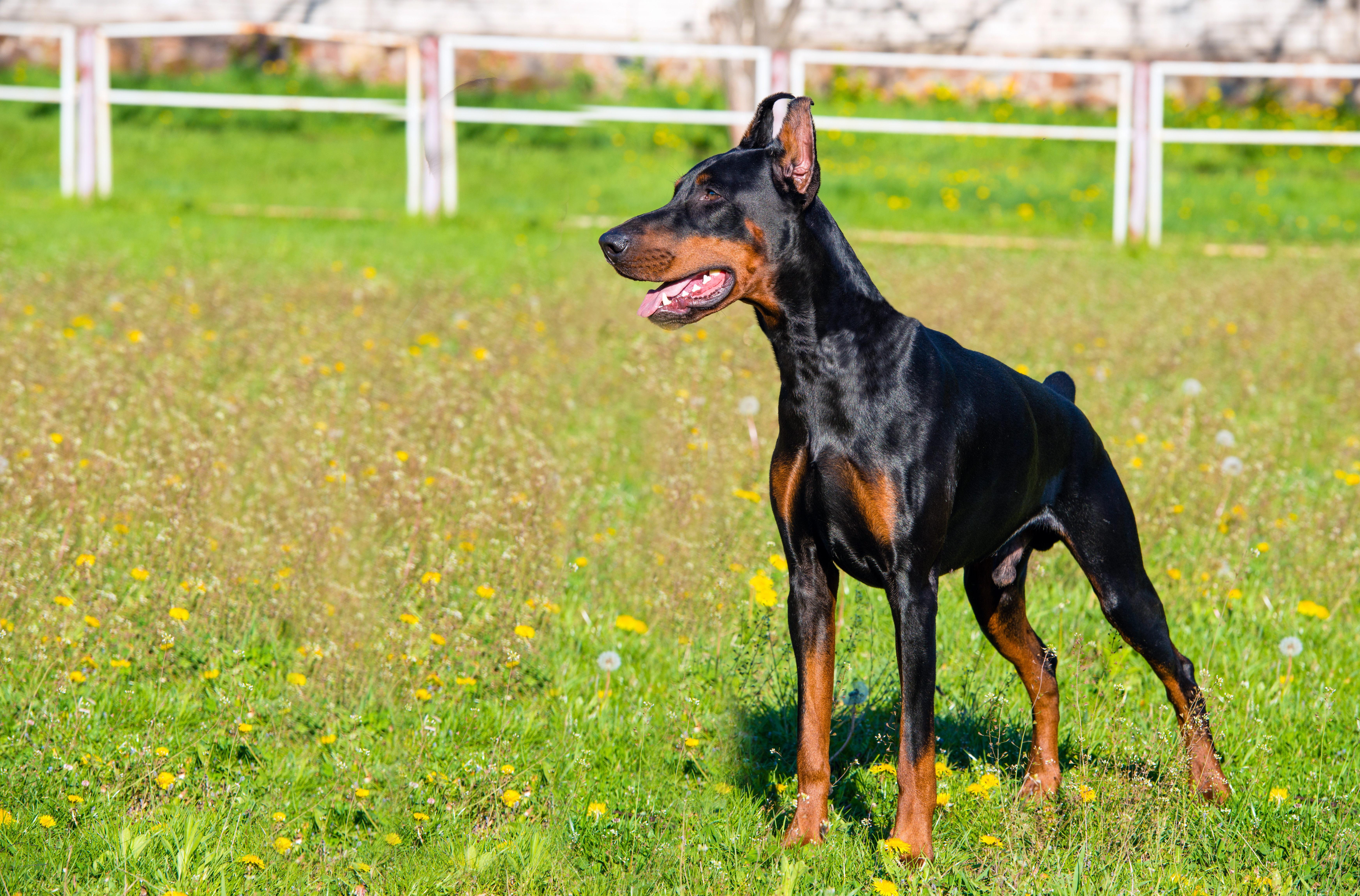 Doberman protection dogs.jpeg