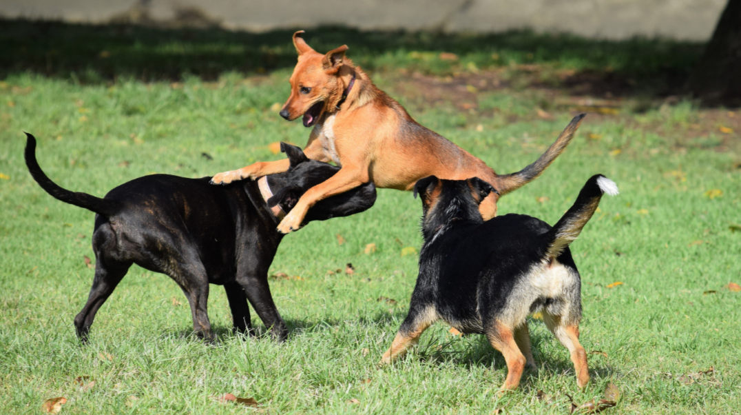 Why Dog Parks Are Not a Good Idea for Your Protection Dog?