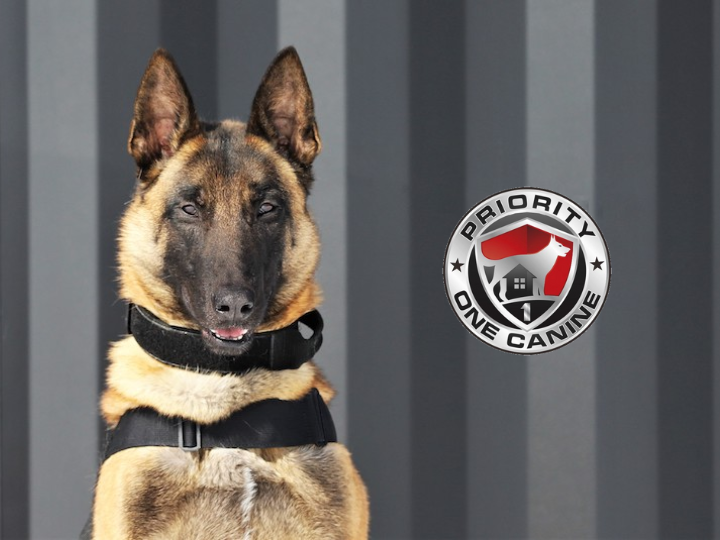 Elite Protection Dogs: Why Priority One Canine Leads?