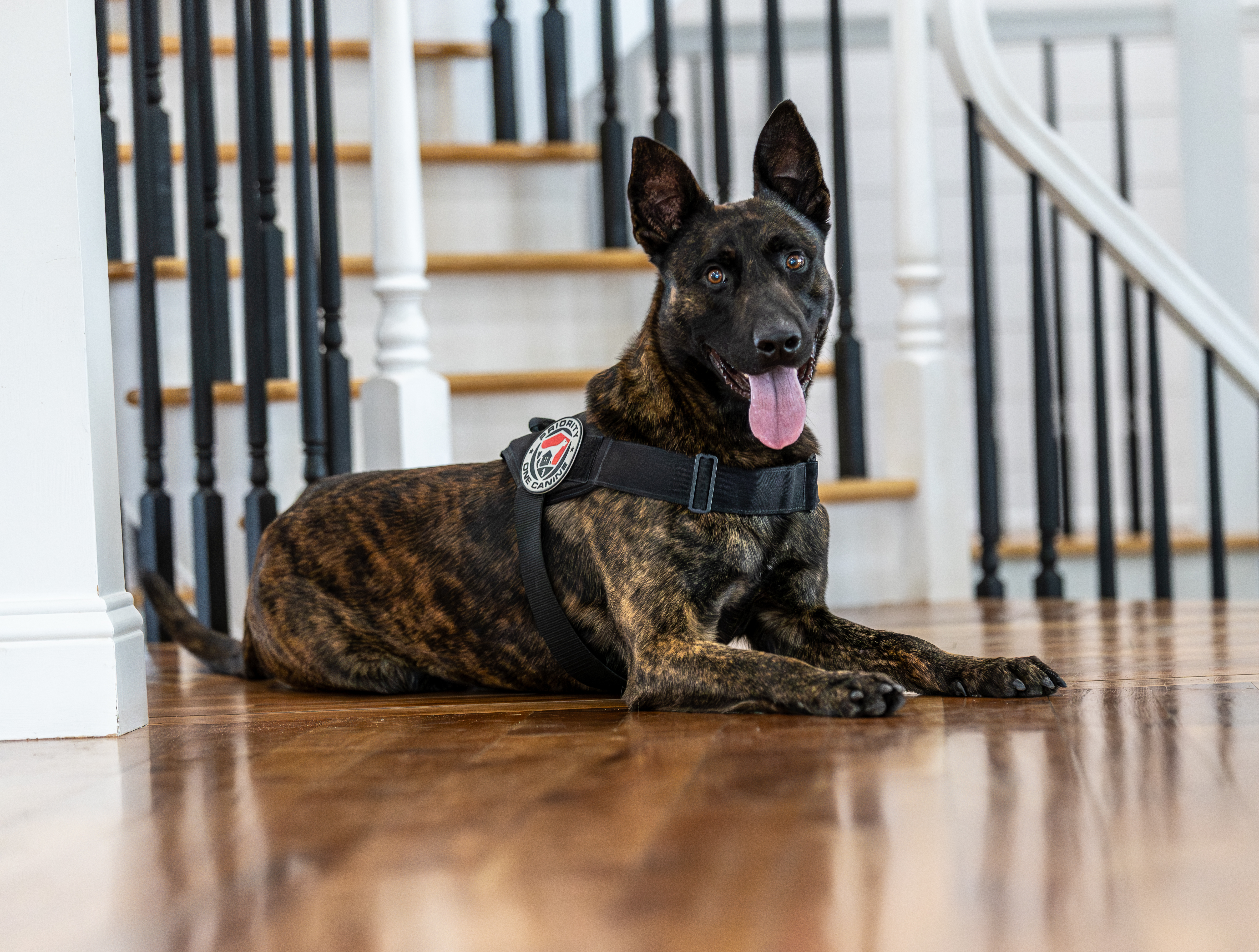 Dutch Shepherd Protection Dog