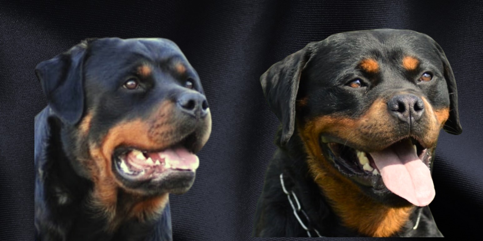 Rottweiler Protection Dog