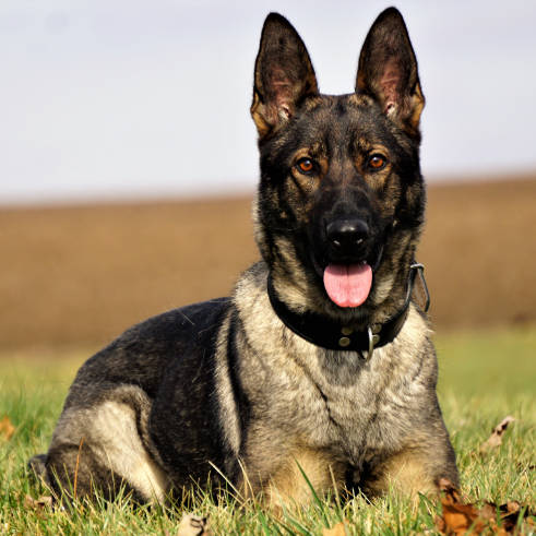 aubrey-german-shepherd-sq.jpg photo