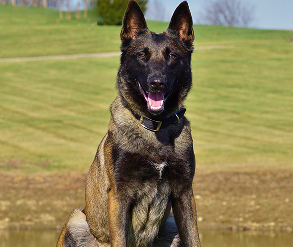 protection-dog-bella-gallery-4.jpg photo
