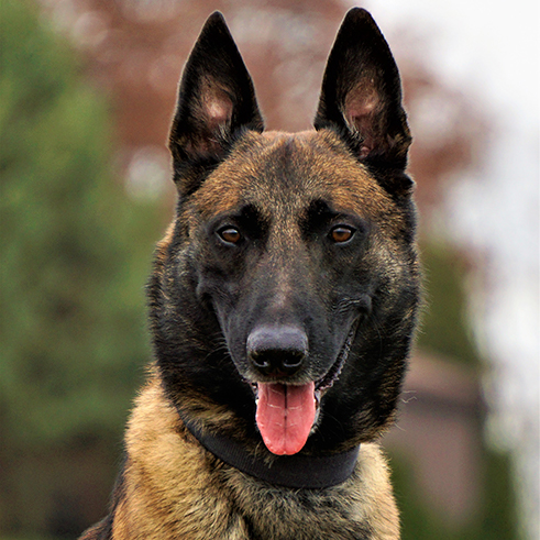 bishop-belgian-malinois-sq.jpg photo