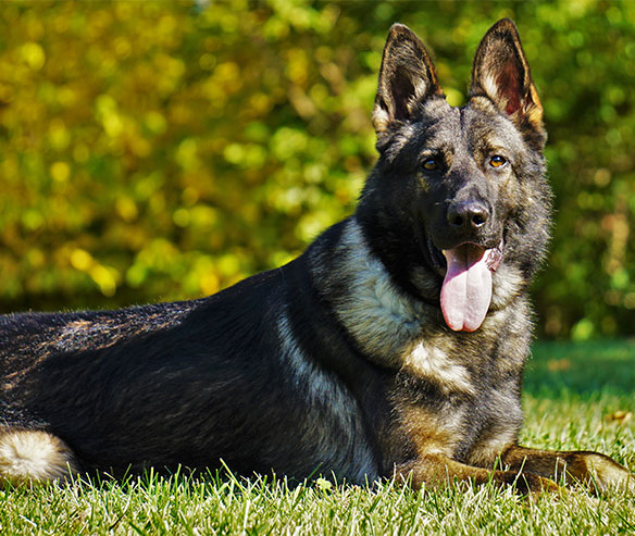 boss-german-shepherd-1.jpg photo