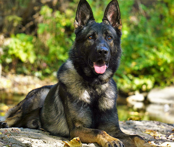 boss-german-shepherd-4.jpg photo