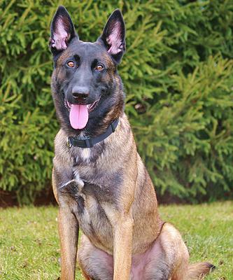 boss-dog3.jpg photo