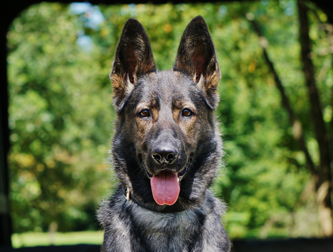 bree-protection-dogs-653w.jpg photo