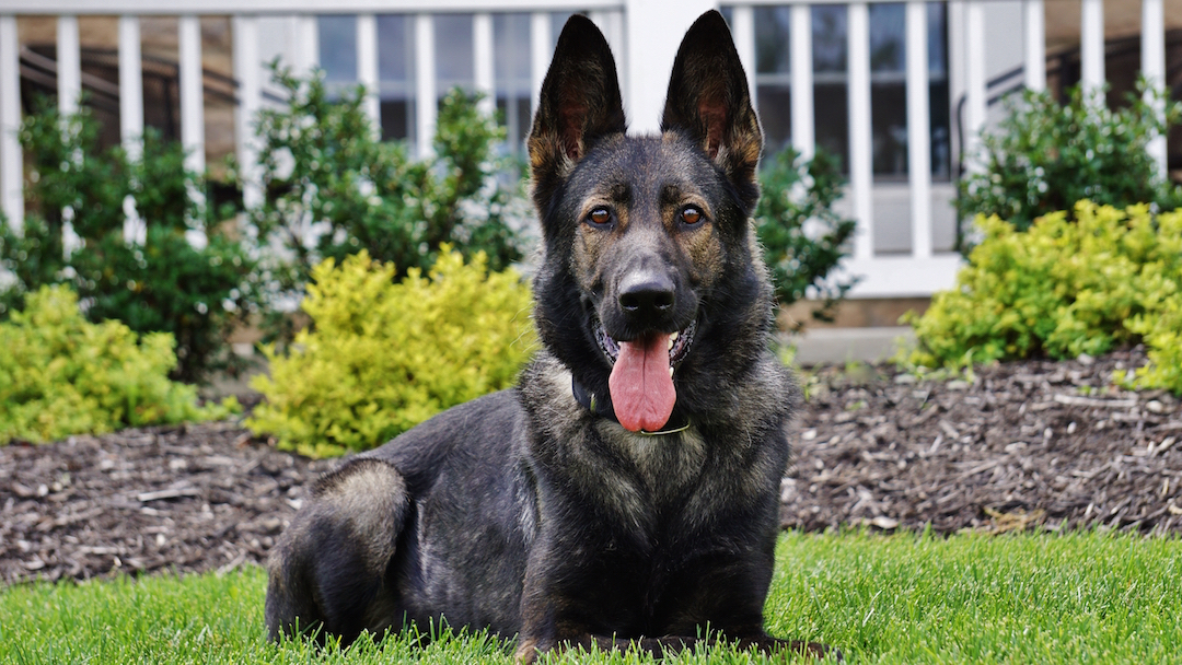 protection-dog-bree-1080-608.jpg photo