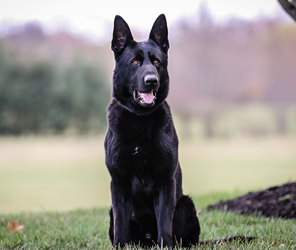 cento_german_shepherd_1.jpg photo