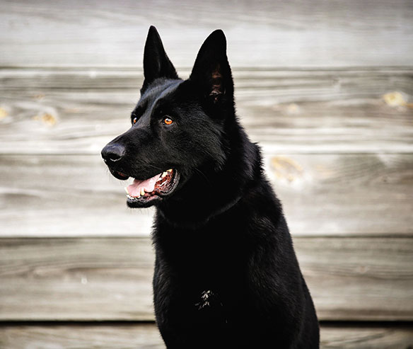 cento_german_shepherd_2.jpg photo