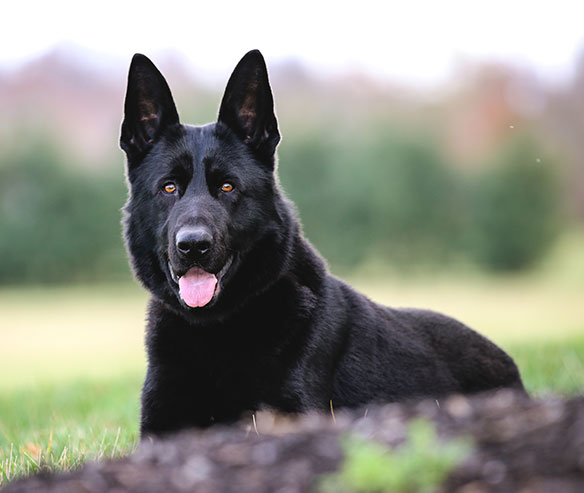 cento_german_shepherd_3.jpg photo