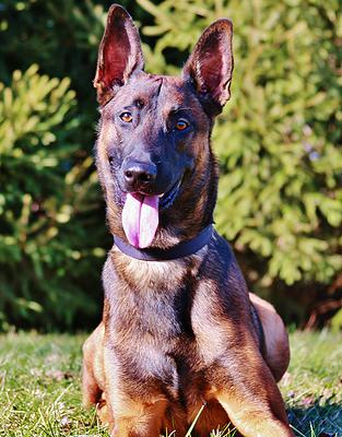 cyrus-dog1.jpg.jpg photo