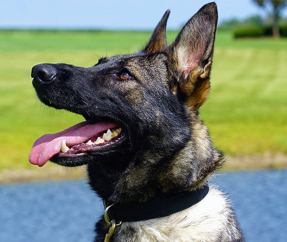dara-german-shepard-1.jpg photo