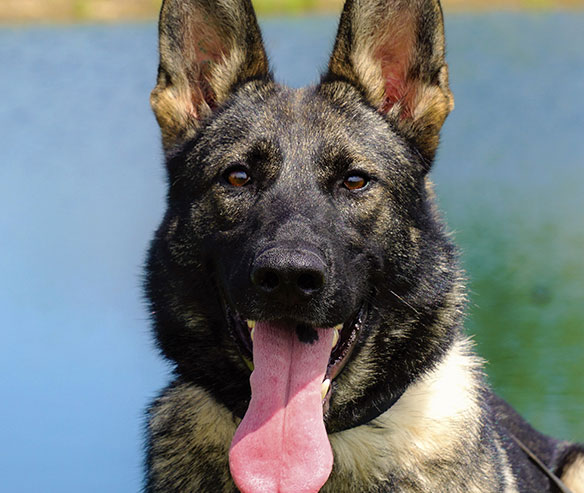 dara-german-shepard-2.jpg photo