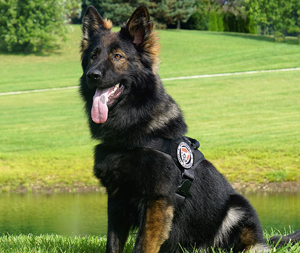 eddy-german-shepard-1.jpg photo