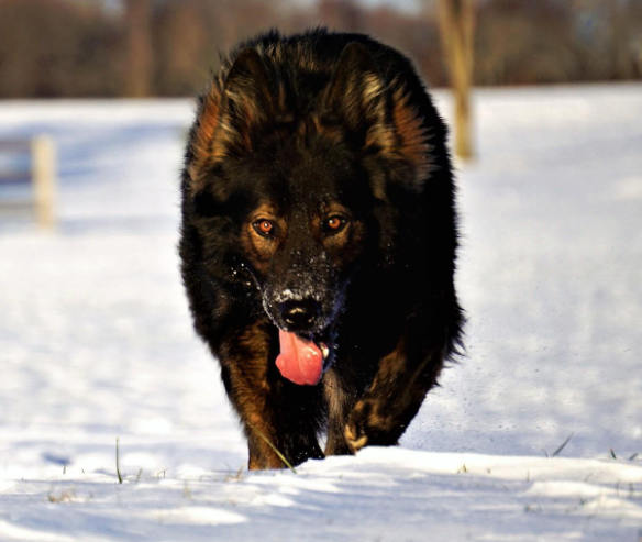 eddy-german-shepard-3.jpg photo