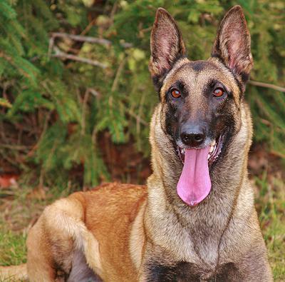 enya-dog3.jpg photo