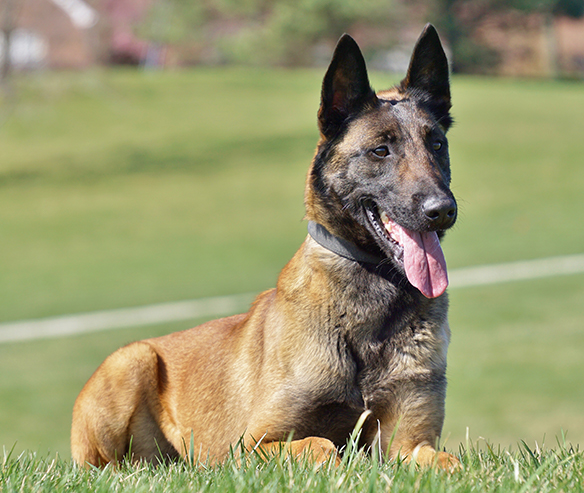 erie-belgian-malinois-02.jpg photo