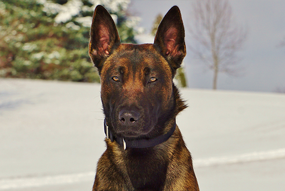 eros-belgian-malinois-sq-1.jpg photo