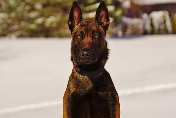 eros-belgian-malinois-sq-2.jpg photo