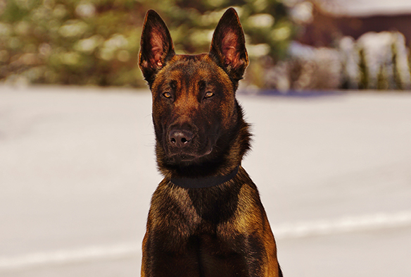 eros-belgian-malinois-sq-3.jpg photo