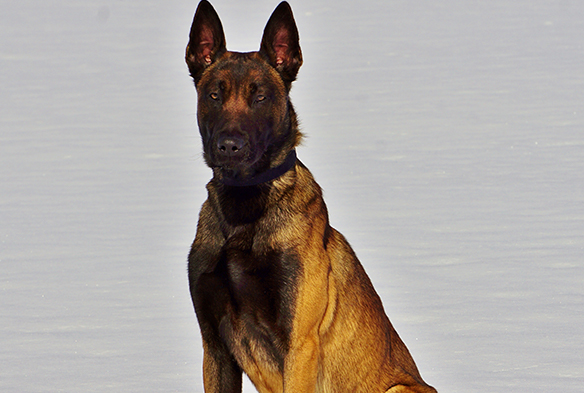 eros-belgian-malinois-sq-4.jpg photo