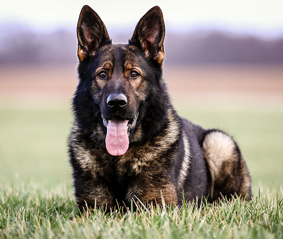 hugo_german_shepherd_1.jpg photo