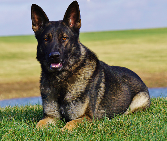 hyde-german-shepard-491-1.jpg photo