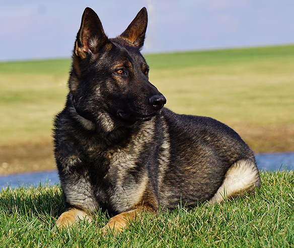 hyde-german-shepard-491-2.jpg photo
