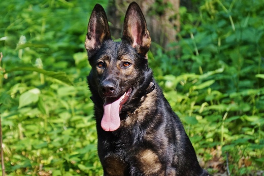 german-shepherd-security-canine-1.jpg photo