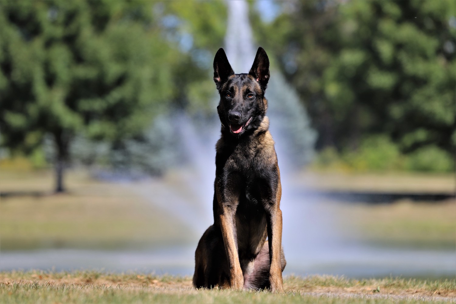 5d8a46a537333526540190.jpg photo